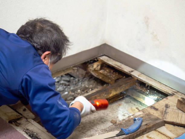 Best Local Mold Removal Service  in Harbor Isle, NY