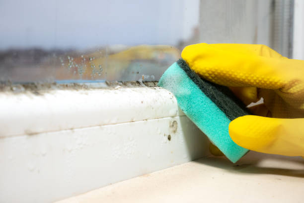 Best Mold Damage Repair  in Harbor Isle, NY