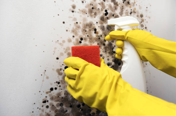 Best Emergency Mold Removal  in Harbor Isle, NY