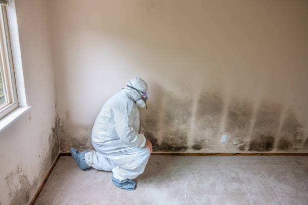 Best Crawl Space Mold Removal  in Harbor Isle, NY
