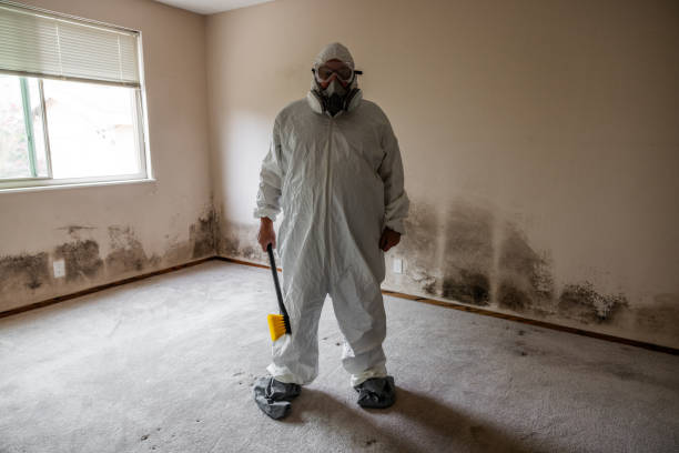 Best Professional Mold Removal  in Harbor Isle, NY