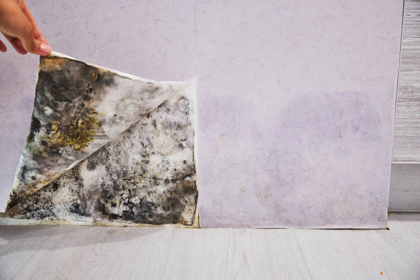  Harbor Isle, NY Mold Removal Pros